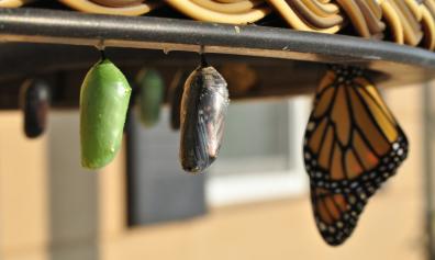 The Vocation Process