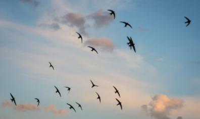 swifts.png